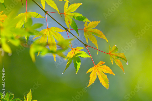 紅葉したモミジの葉