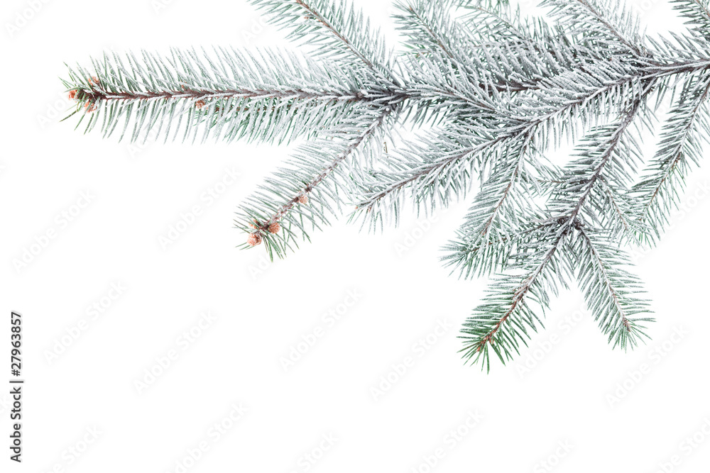 Obraz premium Christmas tree branch