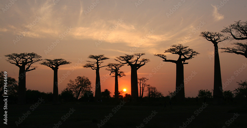 Fototapeta premium Baobab Allee Madagaskar