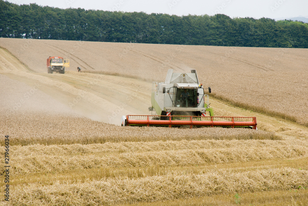 Fototapeta premium Harvest 5
