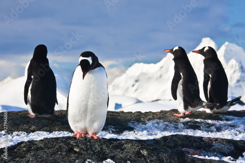 penguins  on a rock in Antarctica