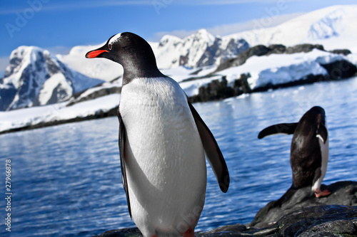 two penguins resting