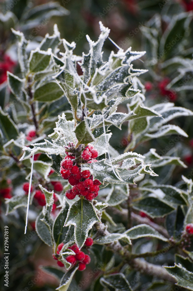 Ilex im Frost StockFoto Adobe Stock