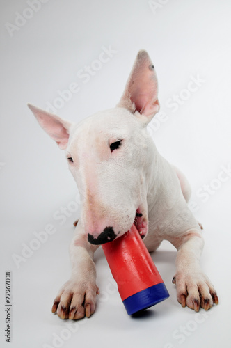 Hund, Bullterrier, Hundespielzeug, Hund mit Spielzeug