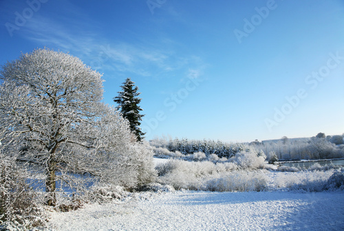 Winter snow scene with trees