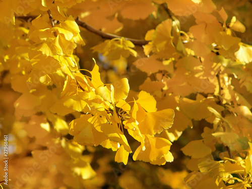 Ginkgo Biloba leaves