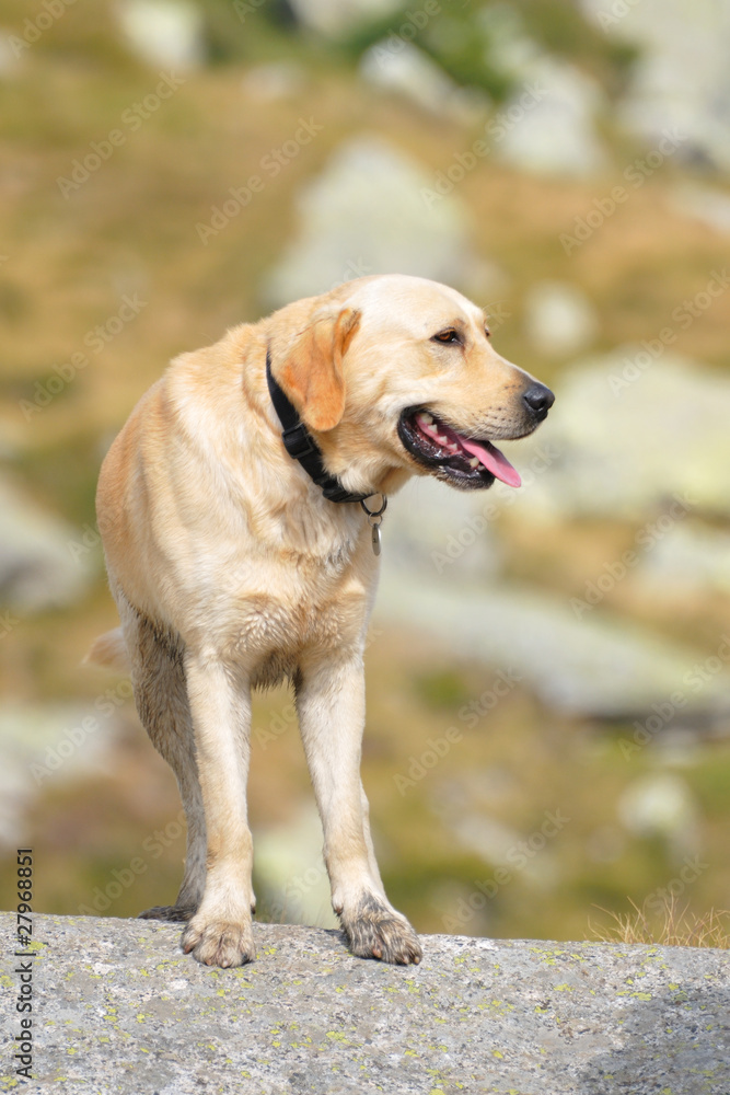 Labrador retriever dog on a boulder