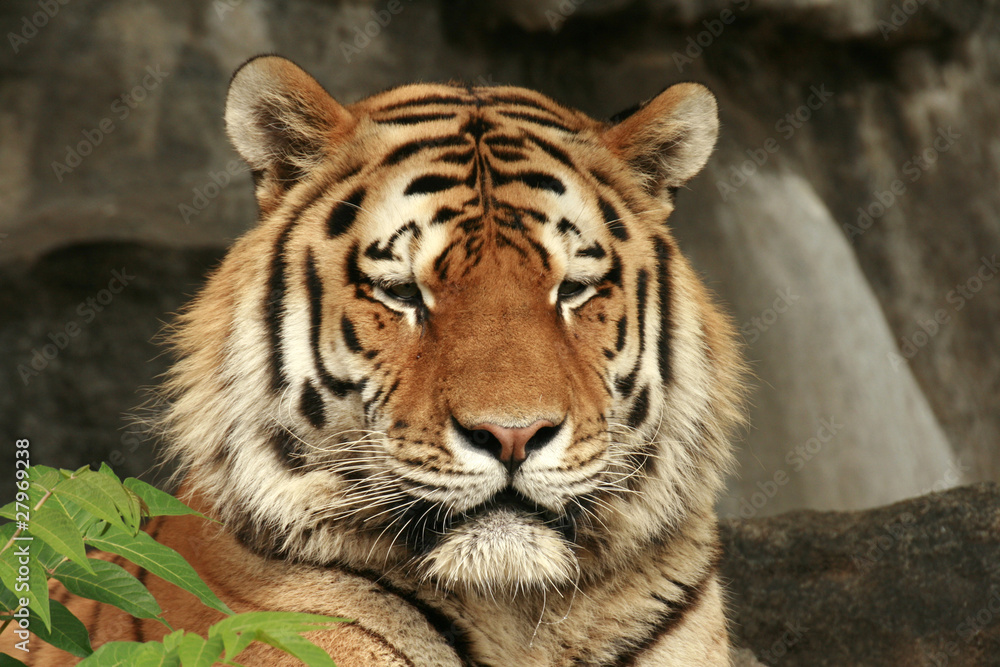 Fototapeta premium Unter Beobachtung