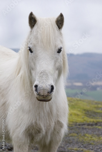 Welsh Pony 3