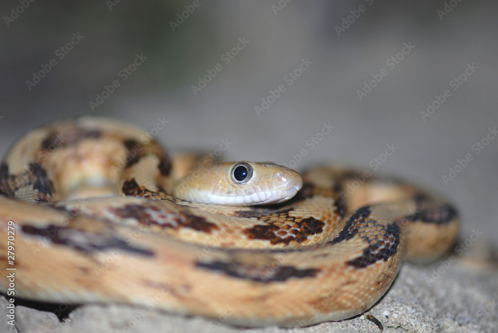 Obraz premium Bogertophis subocularis