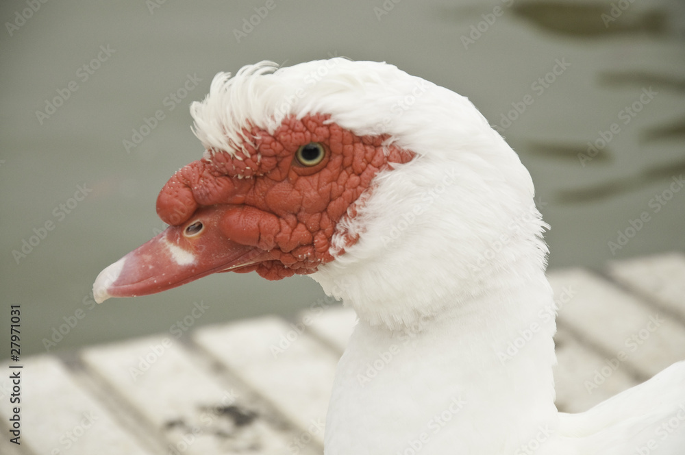 Naklejka premium Retrato de ganso