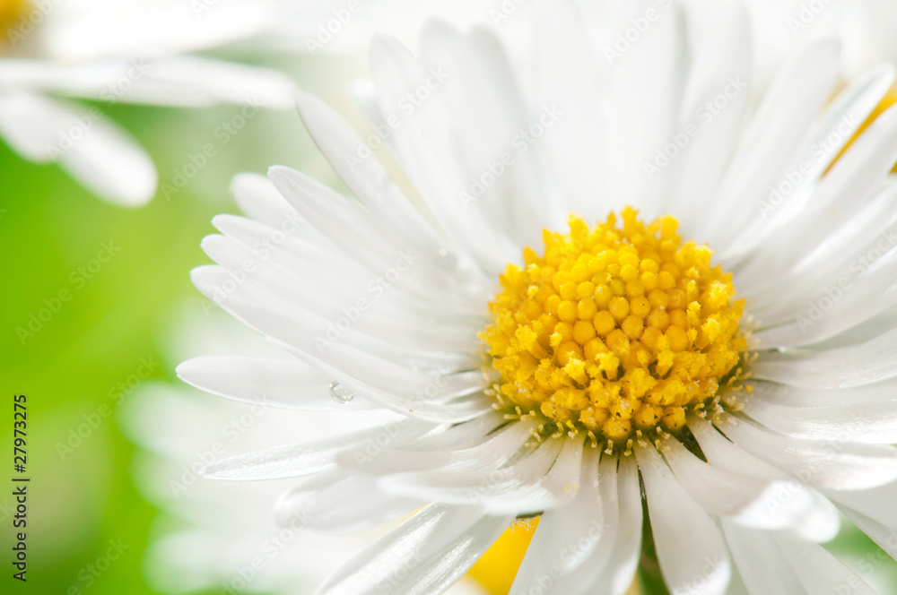 Fototapeta premium Daisy
