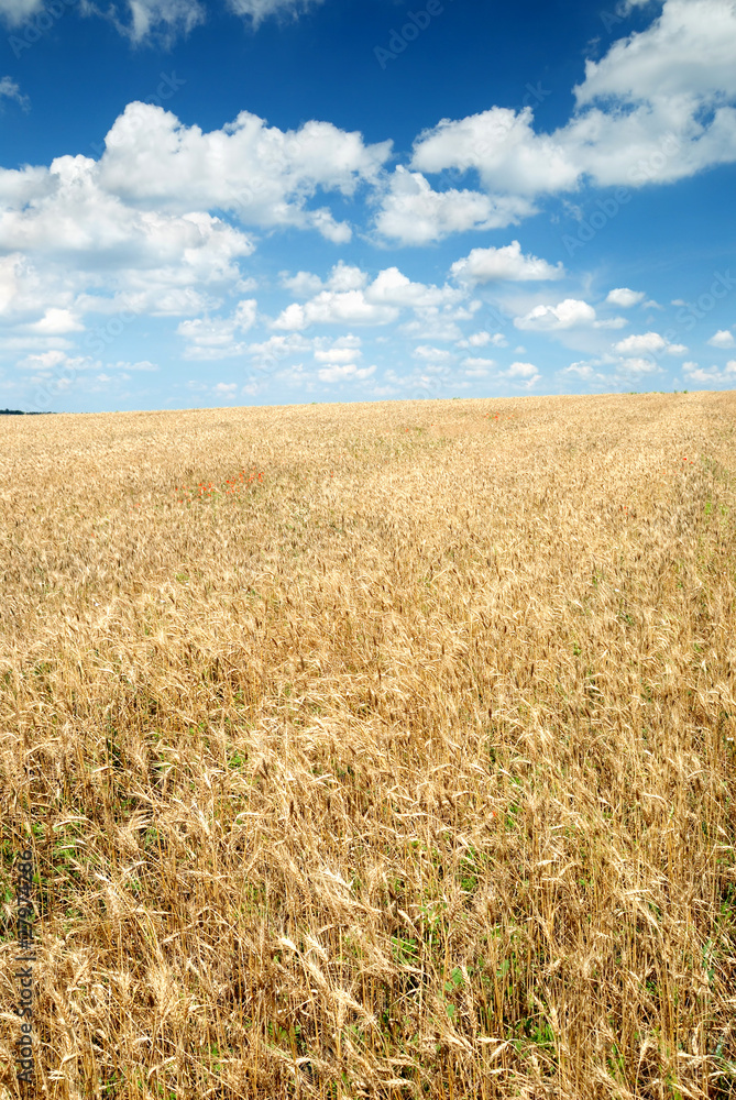 Wheaten field and the sky