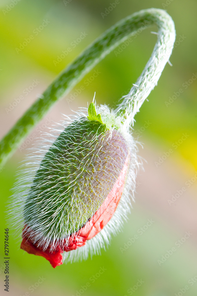 Naklejka premium Close-up on red poppy bud