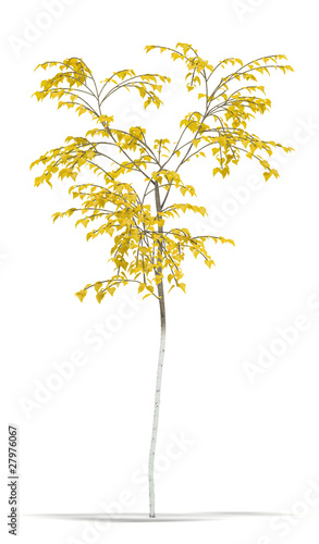 Fotografie Birch