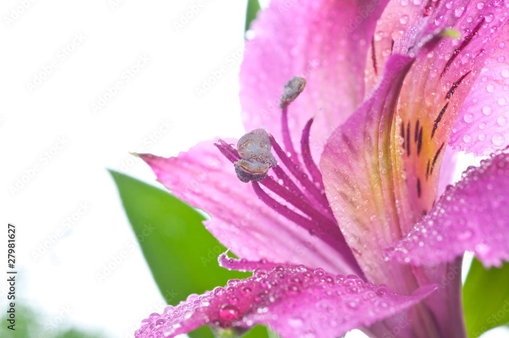 Alstroemeria/ Flower