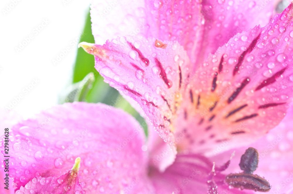 Alstroemeria/ Flower Alstroemeria/ Flower