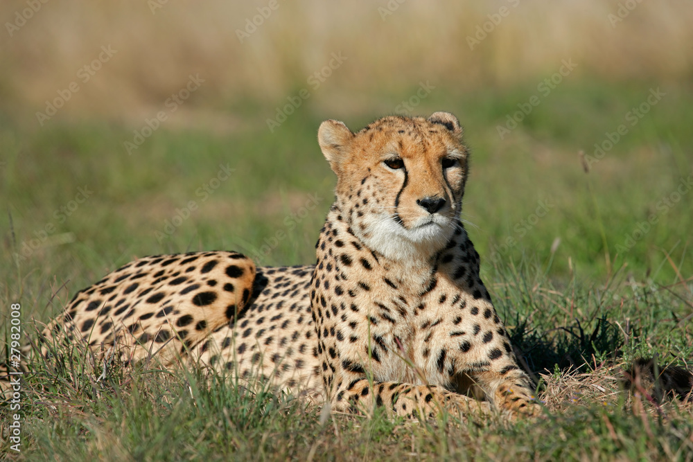 Cheetah Cheetah