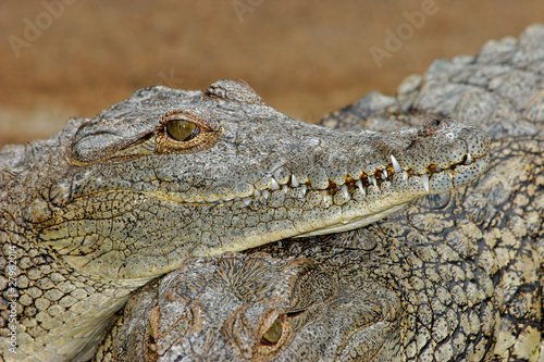 Nile crocodile