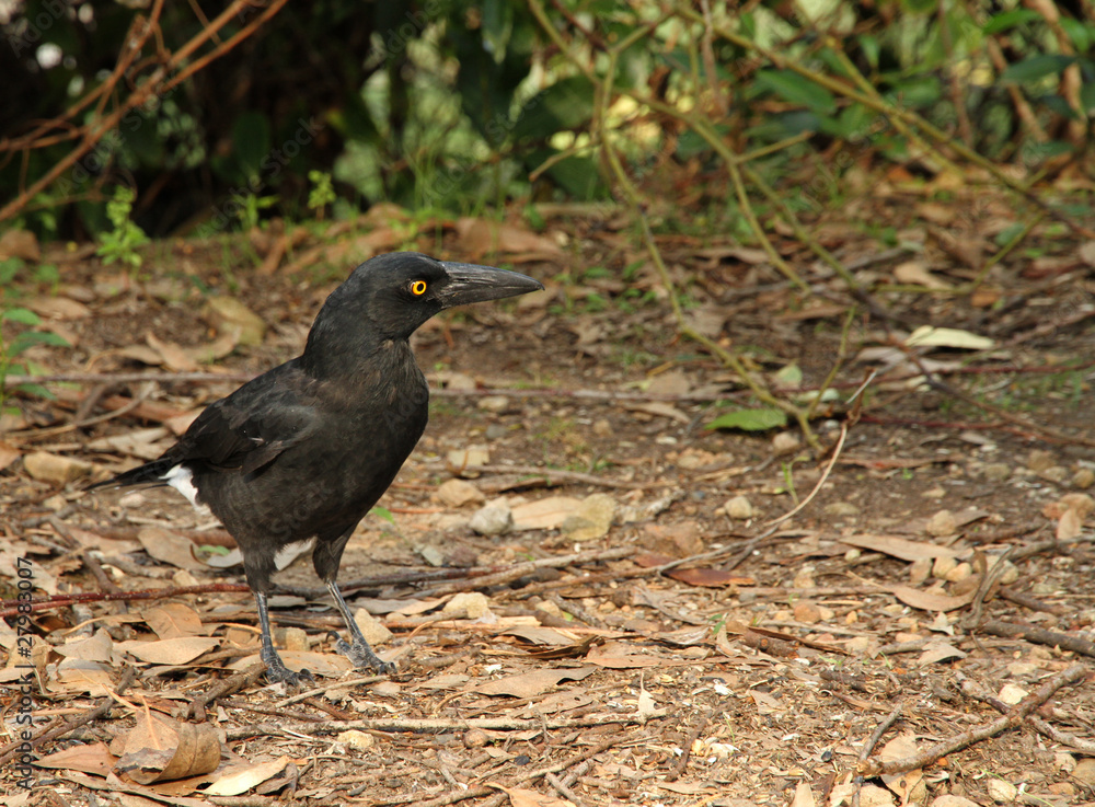 pied currawong pied currawong
