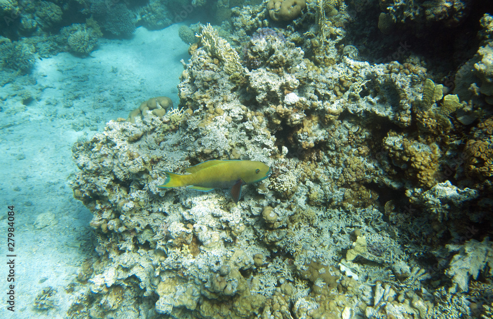 Obraz premium Coral reef in Egypt