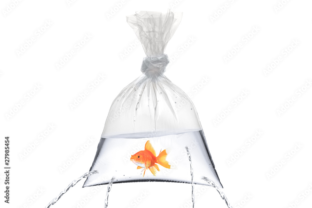 Fototapeta premium Golden fish in a bag with holes