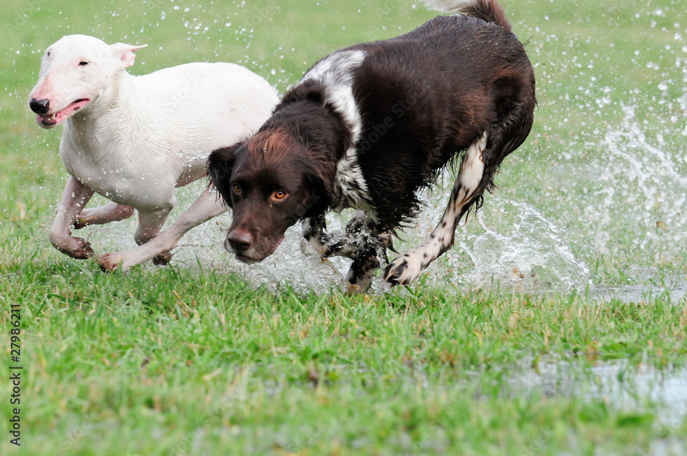 Obraz premium 2 spielende Hunde, Bullterrier, Münsterländer