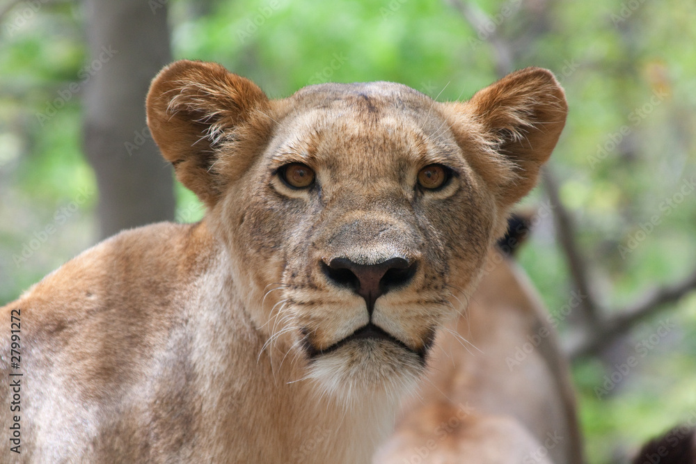 Obraz premium Löwe (Panthera leo)