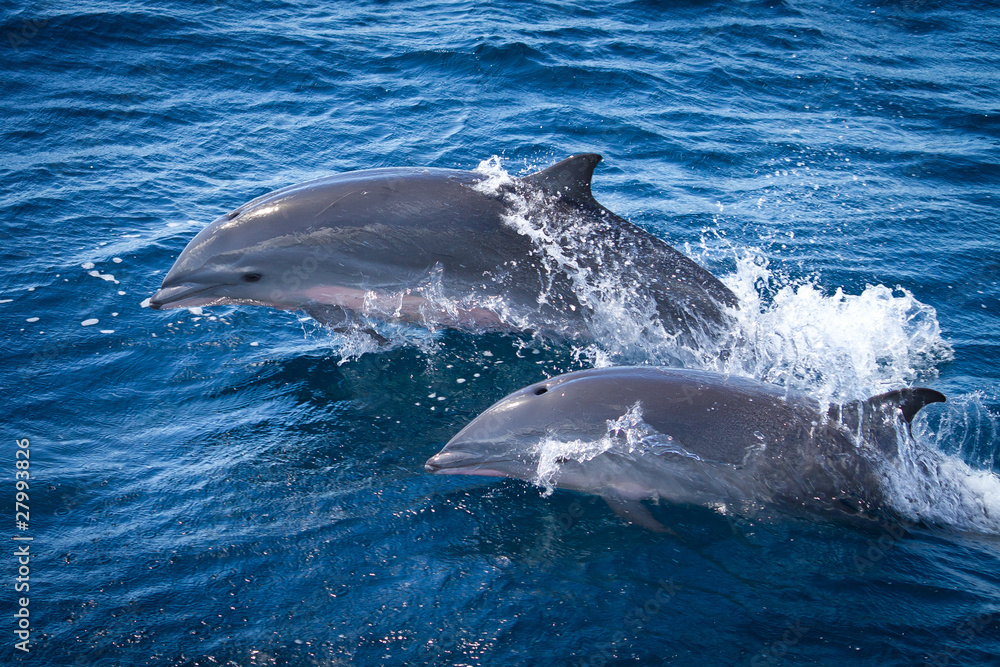 Fototapeta premium Duo