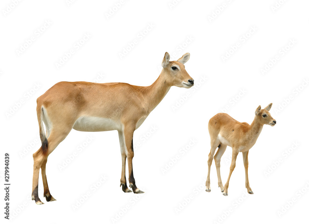female and baby red lechwe isolated