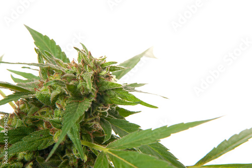 Cannabis leaf - Mariuana plant and leaf - hemp photo