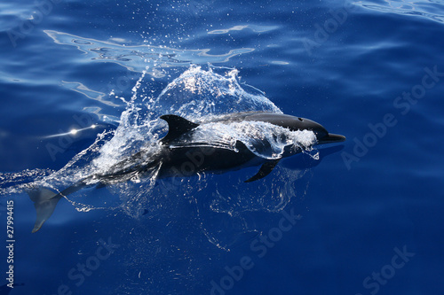 Dauphin