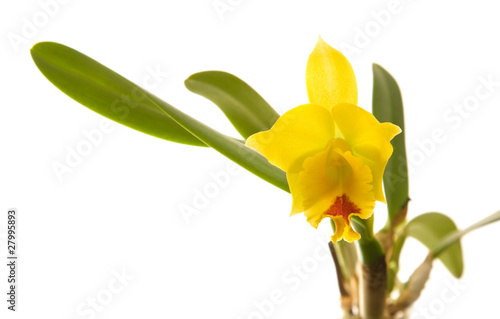 Fototapeta Naklejka Na Ścianę i Meble -  small bright yellow and red flowering cattleya orchid