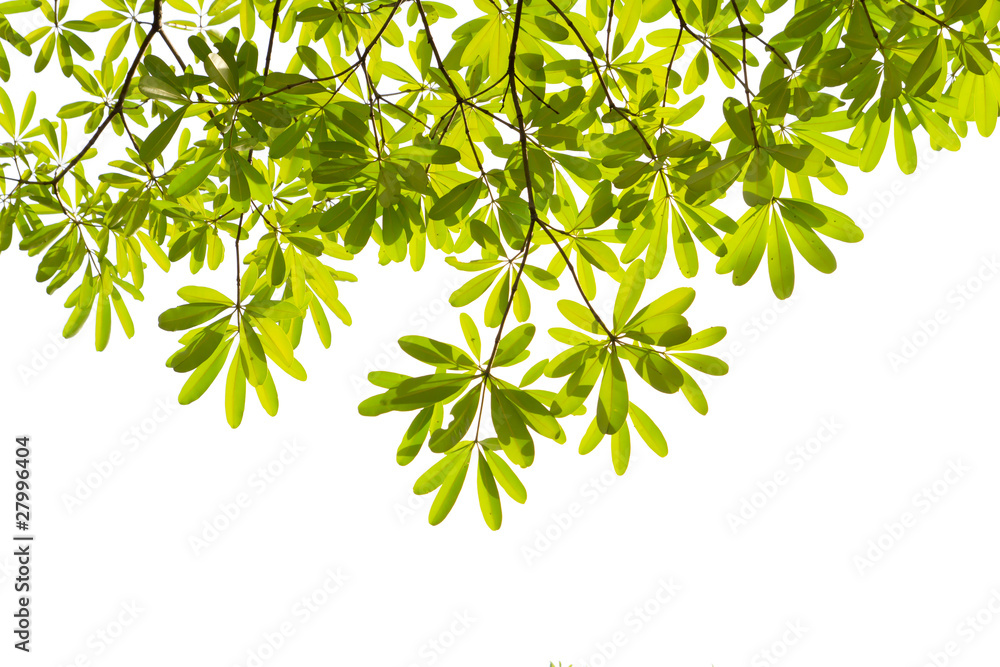 Obraz premium green leaf on white background