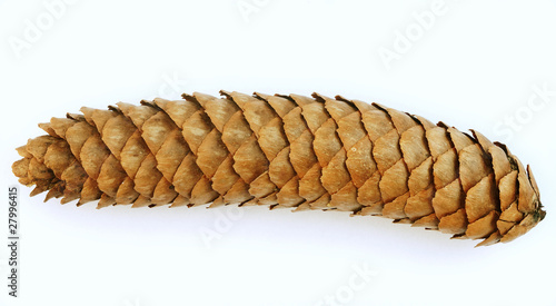 Long, thin, pine cone - over white photo