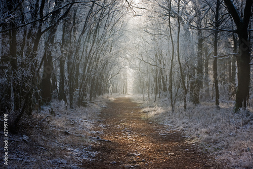 Path through snowy forest in winter © Matauw