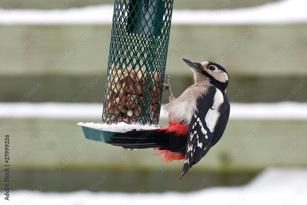 Naklejka premium Hungry Great Spotted Woodpecker trying to get peanuts