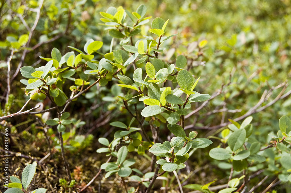 Arándano (Vaccinium uliginosum) Arándano (Vaccinium uliginosum)