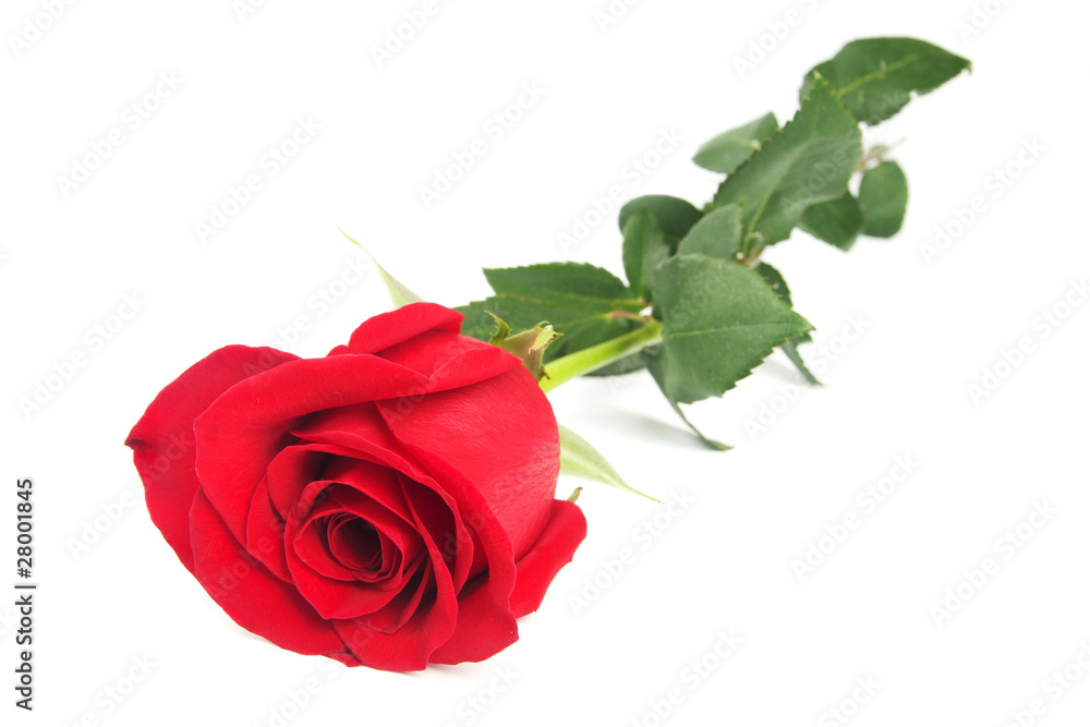 Beautiful red rose on white background Beautiful red rose on white background