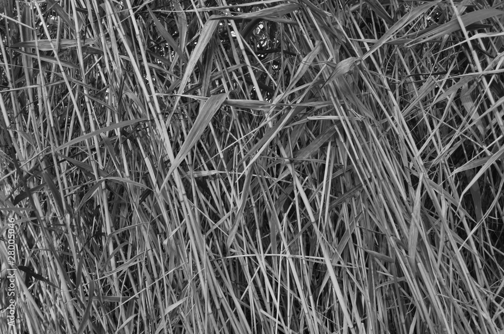 Bamboo plants Bamboo plants