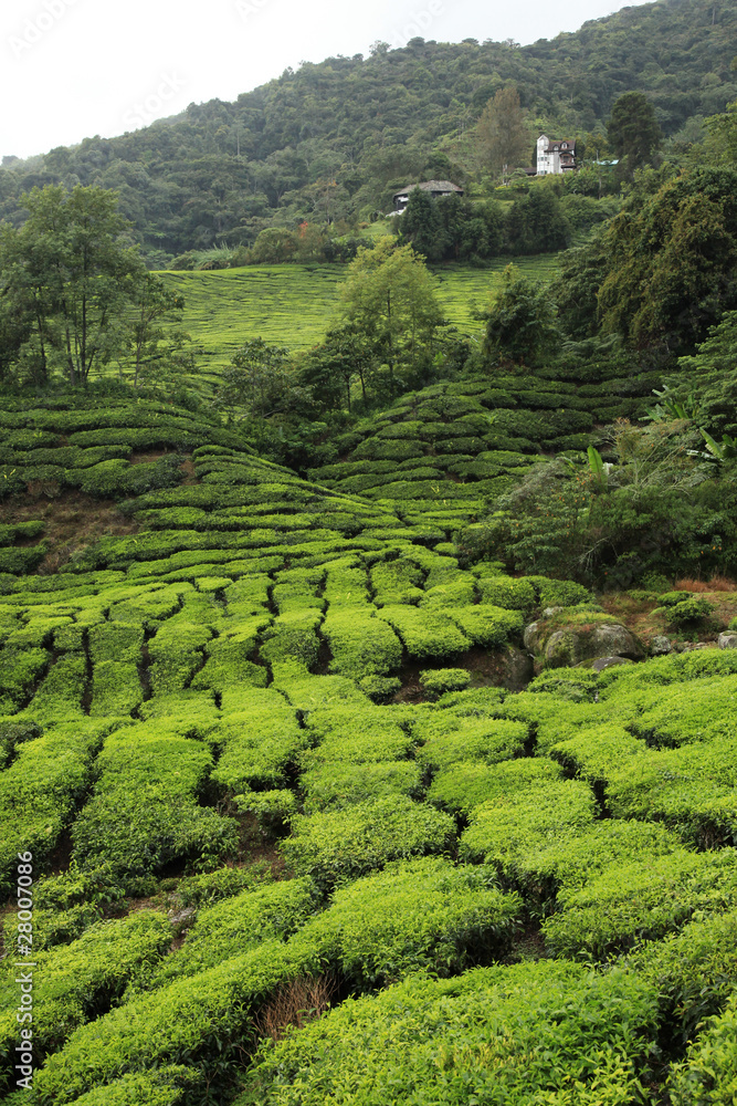 Tea Plantation, Malaysia Tea Plantation, Malaysia