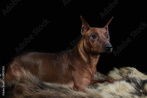 Miniature Pinscher. photo