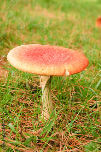 Aminita Muscaria - poisonous mushroom