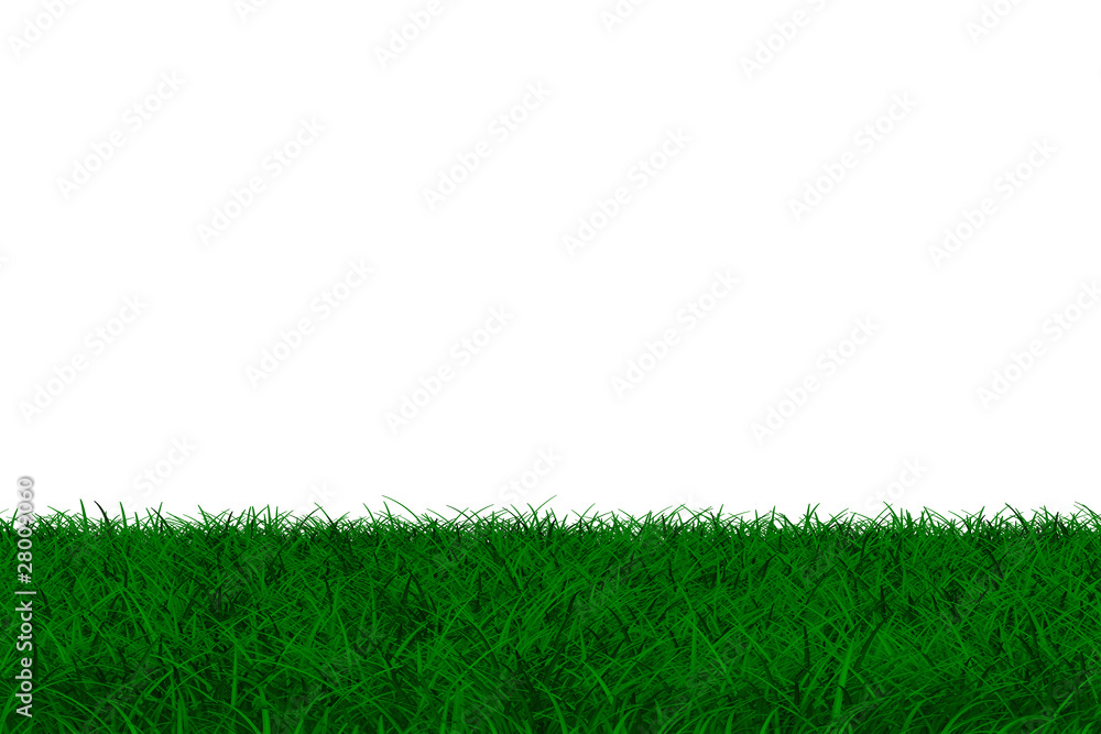 grass on white background. Isolated 3D image grass on white background. Isolated 3D image
