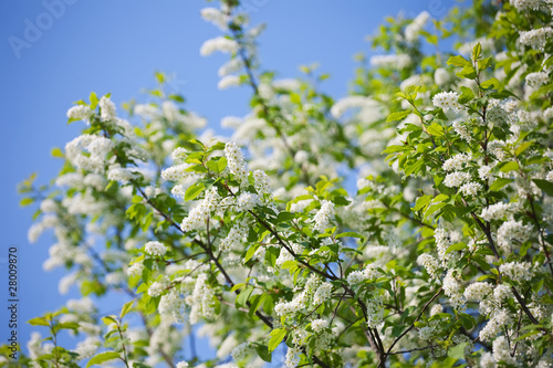 bird cherry tree  in spring