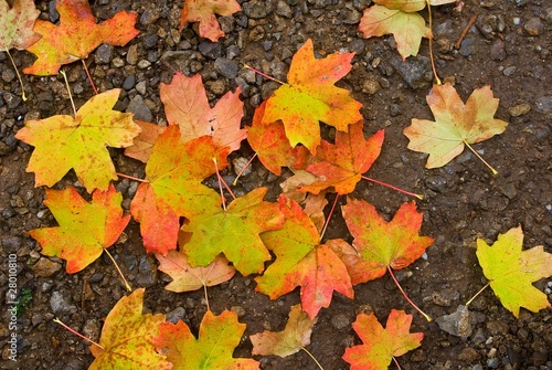 varicoloured autumn leaves background