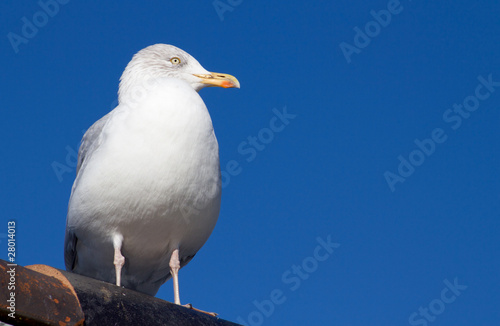 A seagull looking from a rooftop.