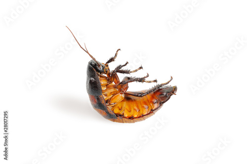 Madagascar cockroach, lying on his back
