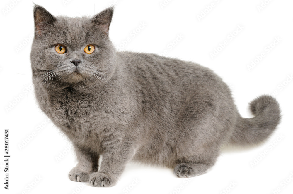 Obraz premium Scared British cat stands and looks slightly to the right