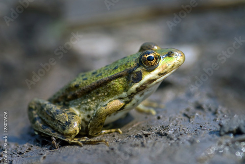 The marsh frog